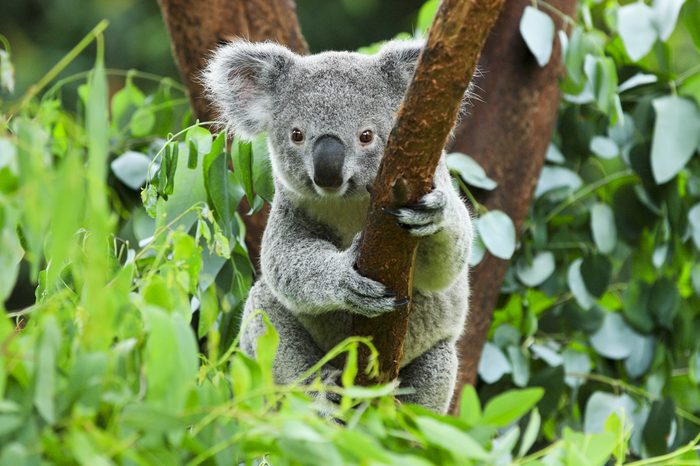 koala bear in the zoo