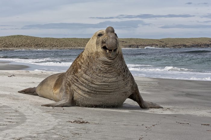 Southern Elephant Seal