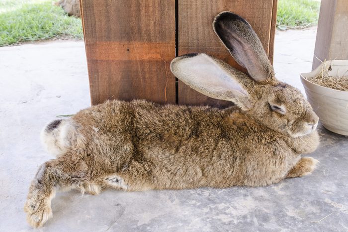 Flemish Giant rabbit