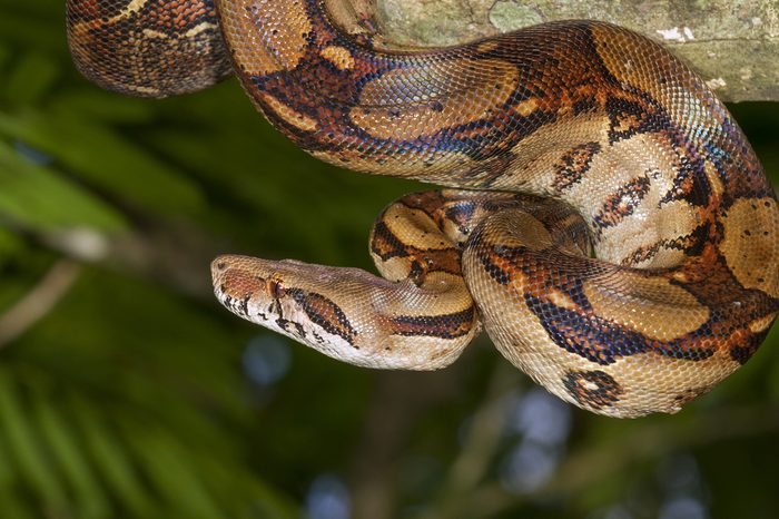 Emperor boa (Boa constrictor imperator) hanging in a tree, Tortuguero, Costa Rica.