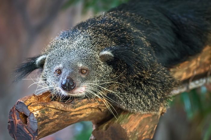 Binturong, Bearcat, Arctictis binturong in zoo