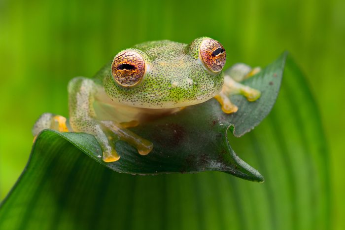 tropical glass frog from Amazon rain forest, Hyalinobatrachium Iaspidiense. Beautiful exotic animal from rainforest with a transparent belly and beautiful eyes