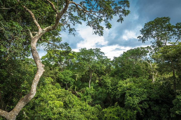 Amazon Rainforest, Brazil