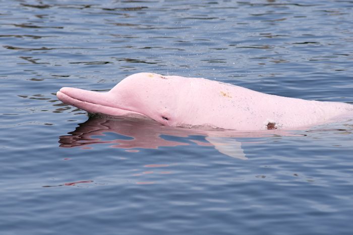 pink dolphin