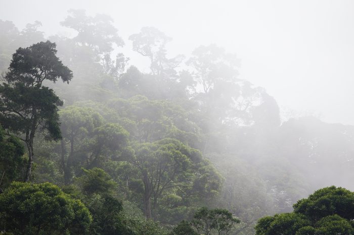 misty jungle forest near Rio at Brazil