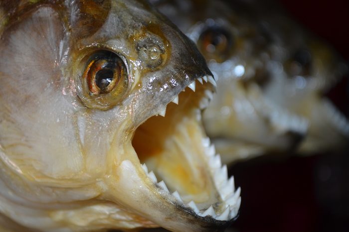 Red-bellied Piranhas on sale at a tourist market in Iquitos, in the Peruvian Amazon