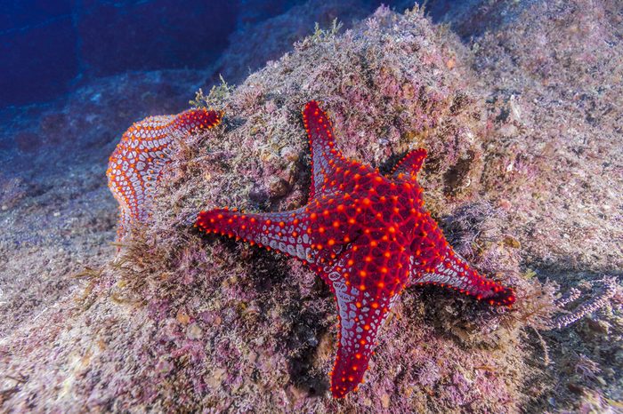 Mexican Starfish