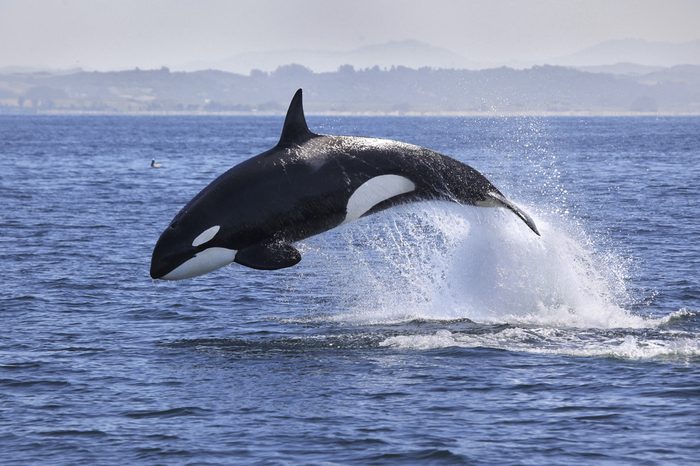 Killer Whale (Orcinus Orca)