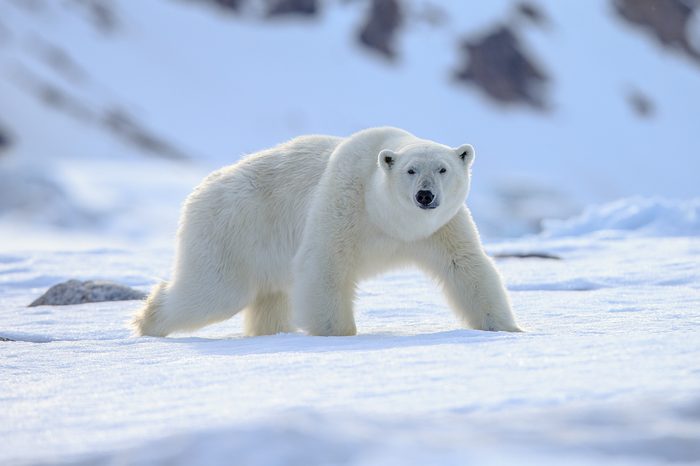 Polar Bear (Ursus maritimus),