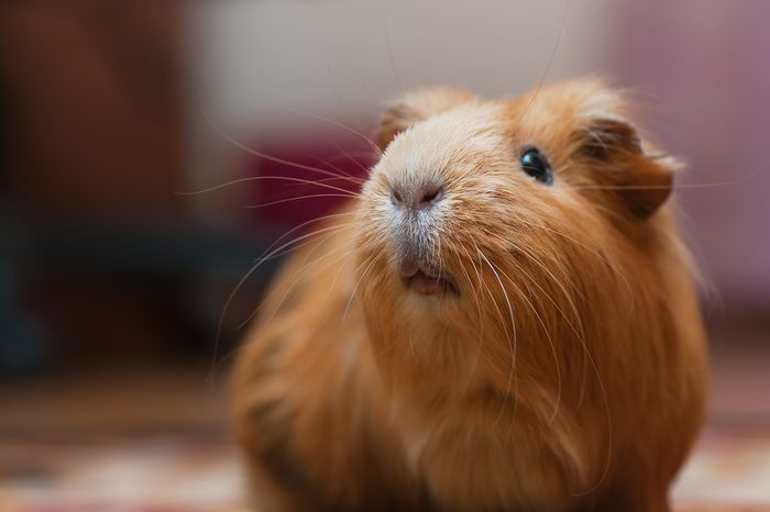 Portrait of red guinea pig. Close up.