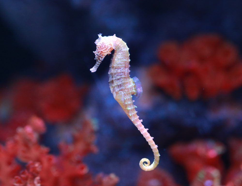 seahorse (Hippocampus) swimming