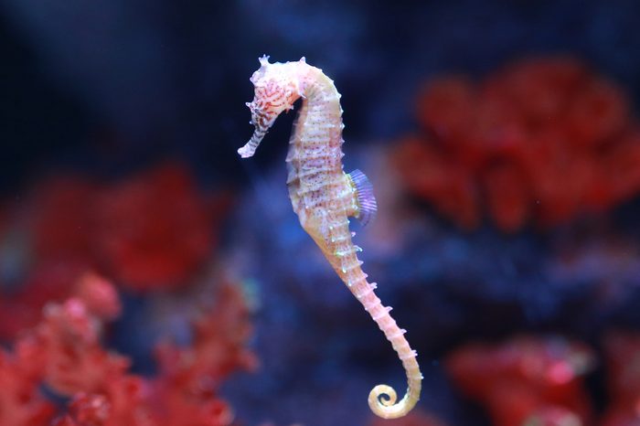 seahorse (Hippocampus) swimming