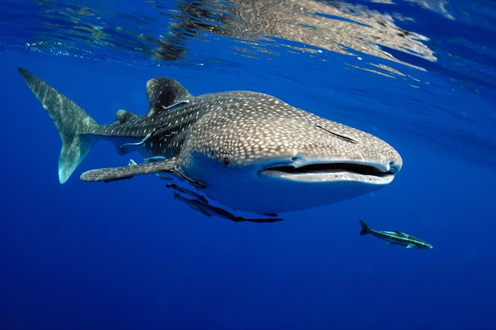 Whale shark is a big fish in the sea.