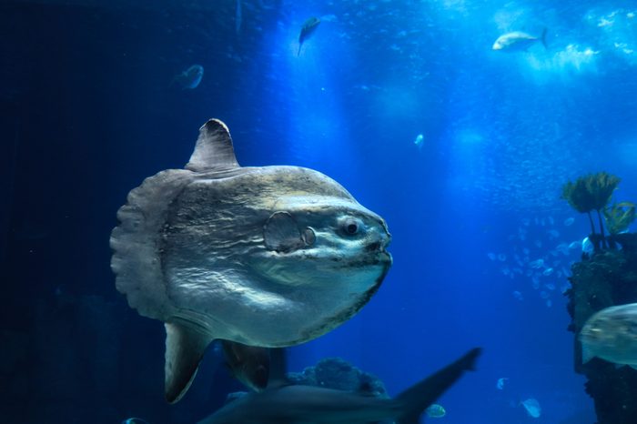 sunfish (moonfish) swimms in blue ocean water