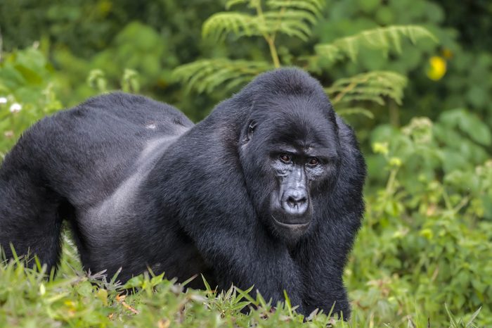 Silver back male of eastern gorilla in rain forest.