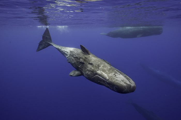 Curious sperm whale swims to the camera, Mauritius.