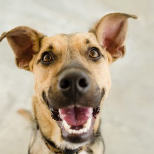 Happy dog is a happy dog smiling looking funny and excited with his mouth open looking right at you.