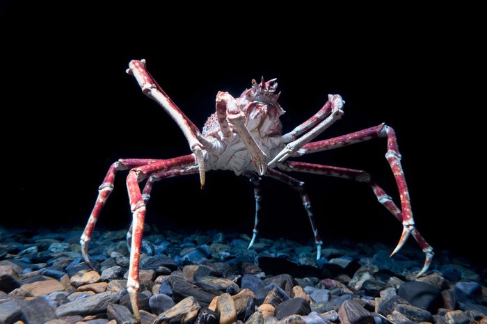 Giant Spider Crab on black background