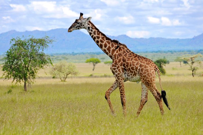 giraffe in the wild