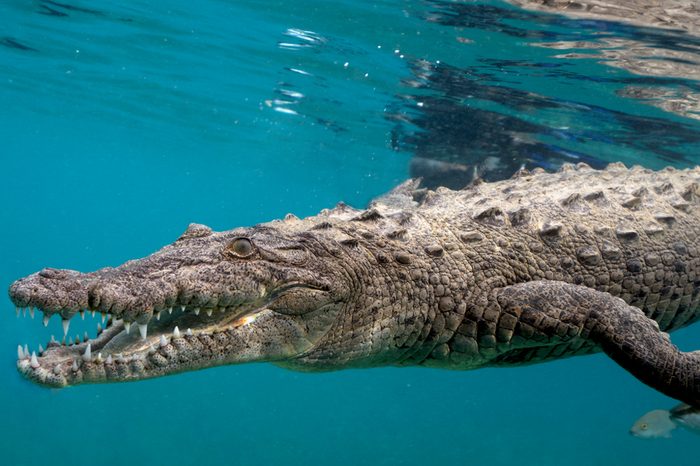 American Saltwater Crocodile in Queen's Gardens, Jardines de la Reyna Cuba