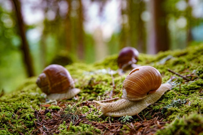 Helix pomatia also Roman snail, Burgundy snail, edible snail or escargot, is a species of large, edible, air-breathing land snail, a terrestrial pulmonate gastropod mollusk in the family Helicidae.