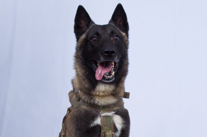 conan the military dog