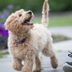 How Smart Is Your Dog? Here's How to Tell