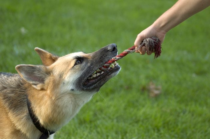 A german shepard playing tug of war