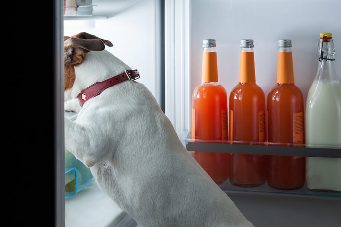 hungry dog looking for food in the refrigerator