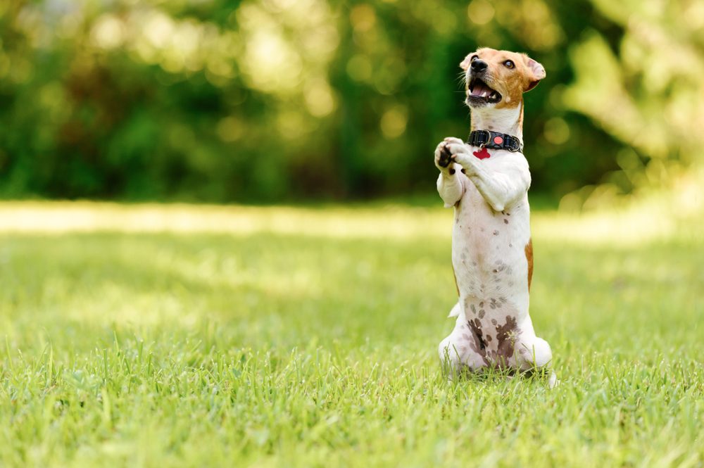 Dog sitting on hind legs begging with paws in praying gesture