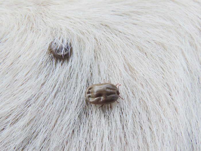 Ticks on white hair of dog,Ticks sucking dog blood.
