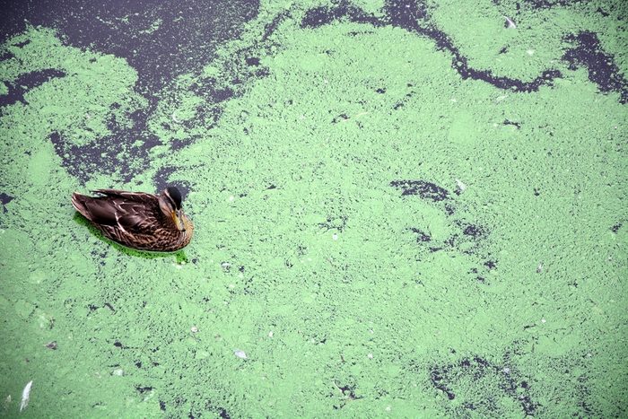 Duck and the pond scum