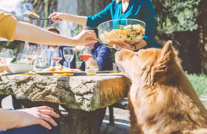 Group of friends eating outdoor. sitting outside and enjoying food. Woman feeding her dog