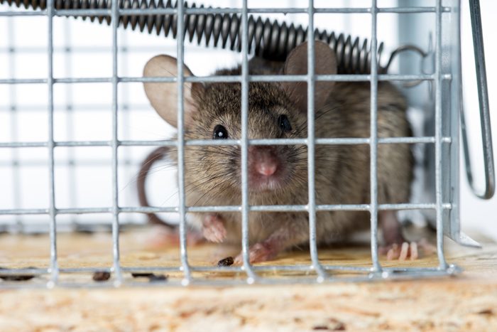 Mouse caught in a mousetrap