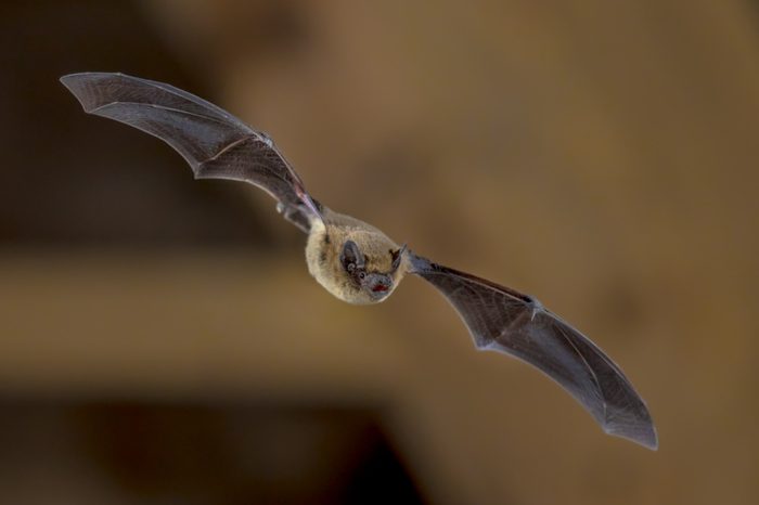 Pipistrelle bat (Pipistrellus pipistrellus) flying on ceiling of house in darkness