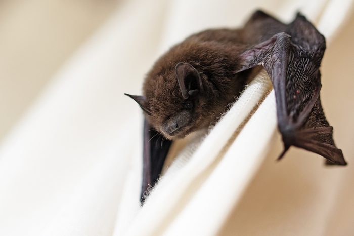 common pipistrelle (Pipistrellus pipistrellus) a small bat has strayed into the room and climbs on a white curtain, closeup with copy space, selected focus, narrow depth of field