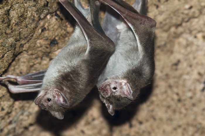 Common vampire bat, Desmodus rotundus