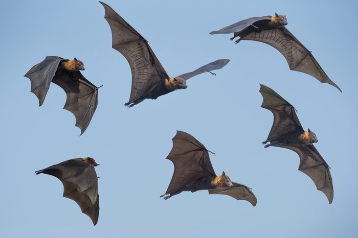 Flying bat