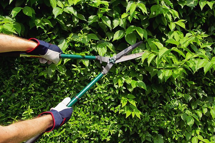 cut a hedge