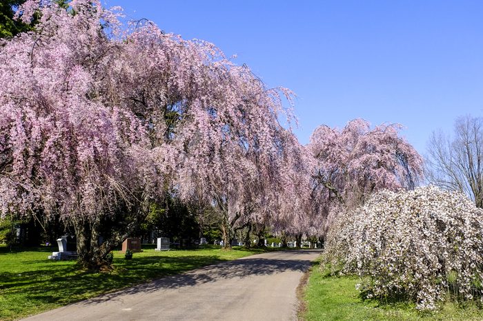 The beautiful weeping cherry trees and white flowering shrubs that bloom in the spring in the Lexington Cemetery, Lexington, KY.