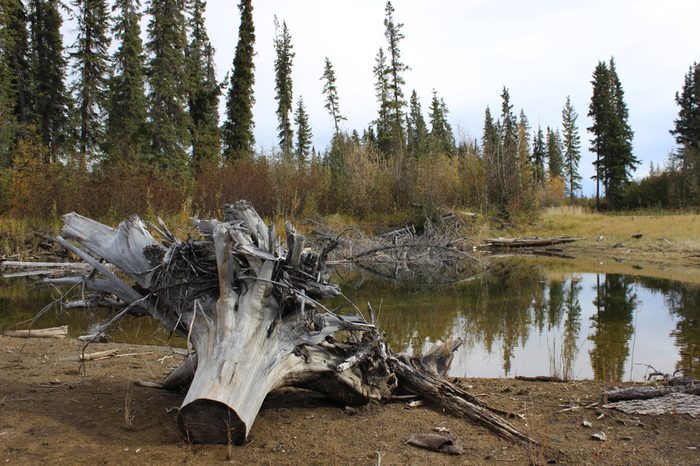 Tree stump on Tanana River