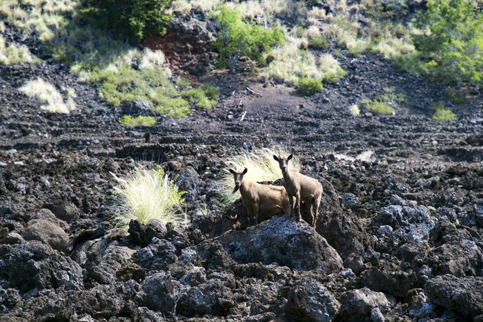 LEKELEKE Burial Grounds and wild goat, big island, Hawaii 