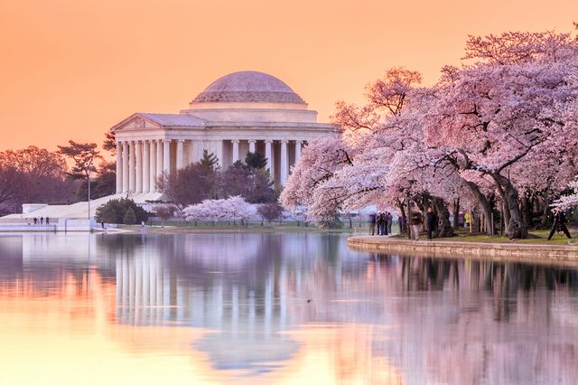 the Jefferson Memorial during the Cherry Blossom Festival. Washington, DC