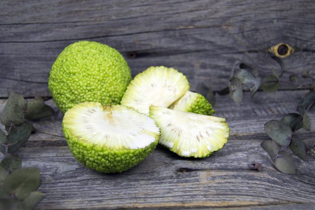 Maclura pomifera fruit as known as osage orange, horse apple, adam's apple and Monkey brain fruit. On wooden background