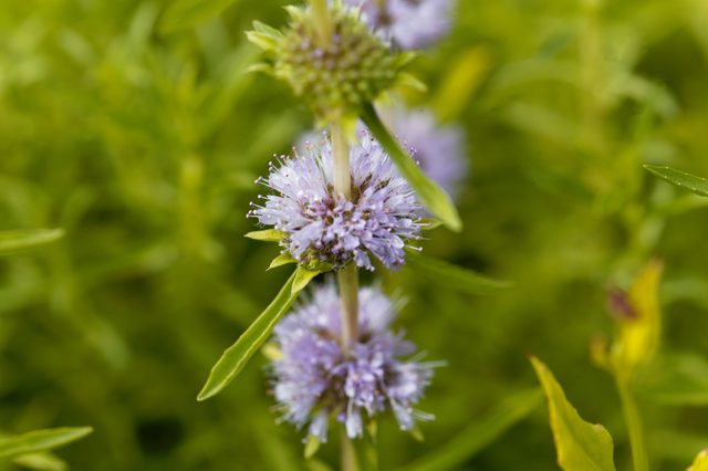 Flowers of a Harts pennyroyal, Mentha cervina.