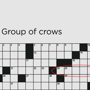 group of crows