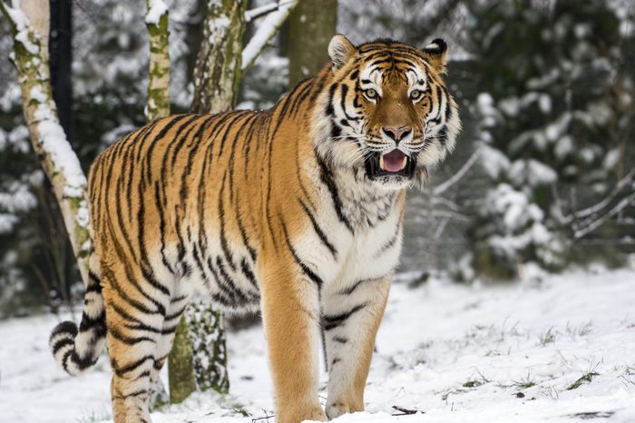 Big Cat in the first snow