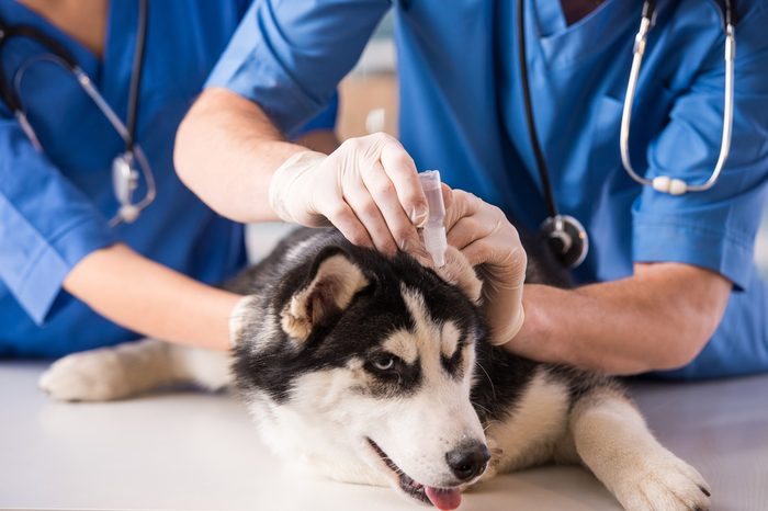 Close-up veterinarian is dripping drops to the dog's ears in clinic.