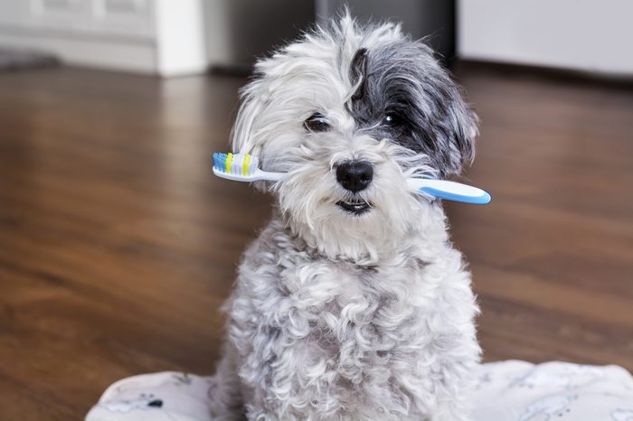  white poodle dog with a toothbrush in the mouth