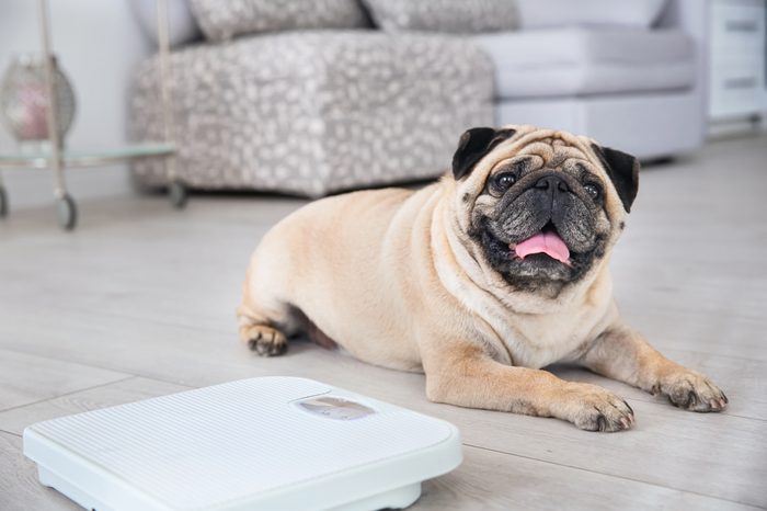 Cute overweight pug on floor with weight scale at home